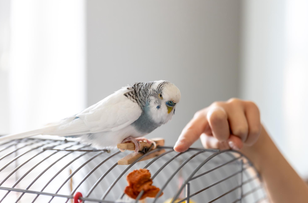 Feeding Your Exotic Pet: Seasonal Diet Tips for Belfast Pet Owners